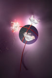 Poppy Suspension Slamp Lighting